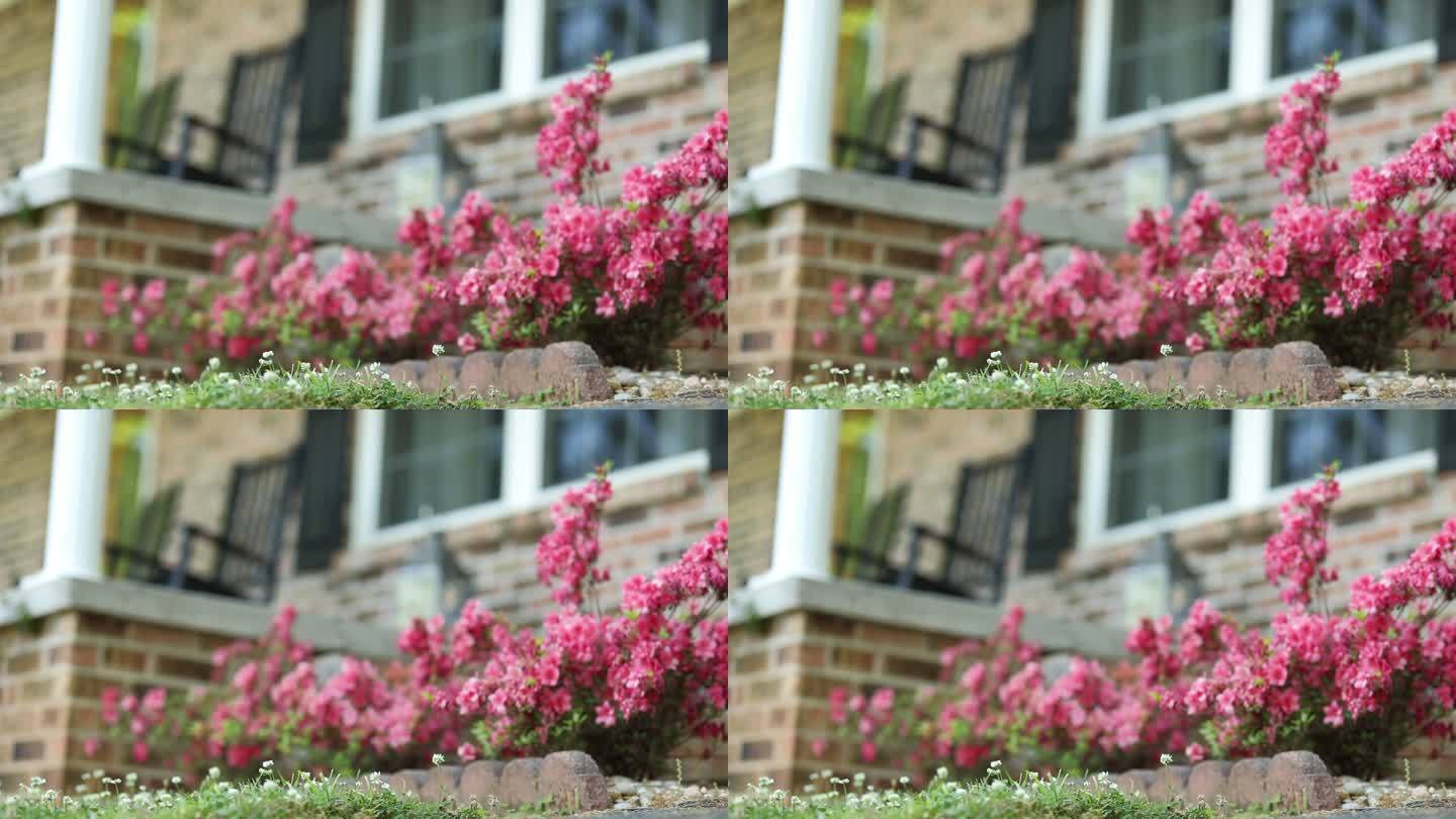 田纳西州一个乡村门廊前院，春天的花朵像灌木一样生长