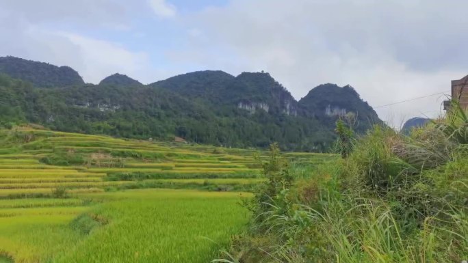 贵州农村稻田远景