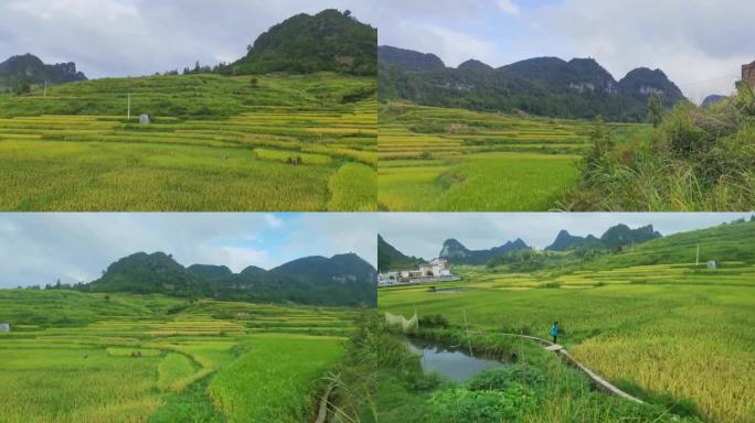 贵州农村稻田远景