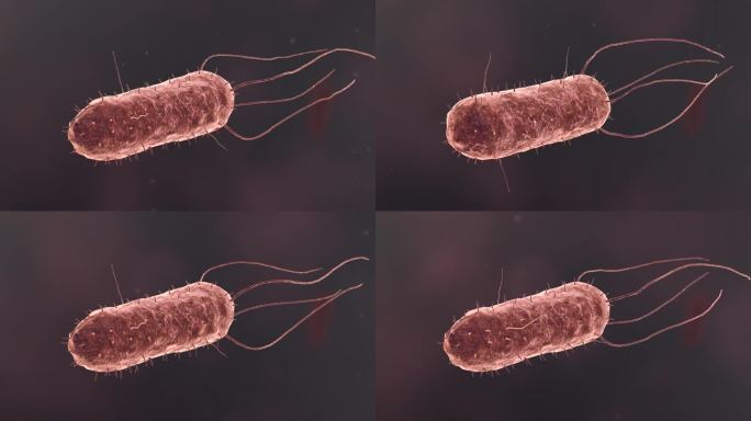 流感病毒病原体细菌微生物