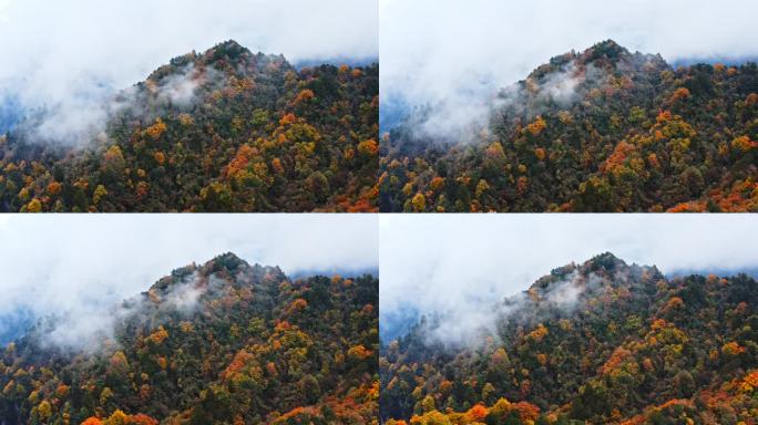 四川巴中光雾山云飞岭