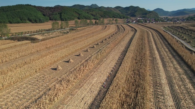 东北 秋季苞米地 航拍