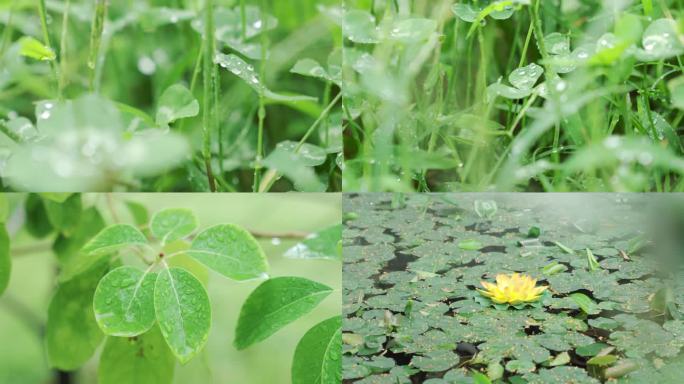 4K大自然绿色植物树叶雨滴水珠