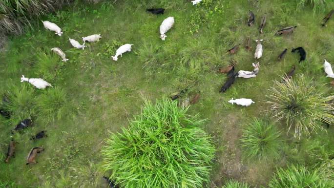 天然生态牧场的羊群悠闲吃草