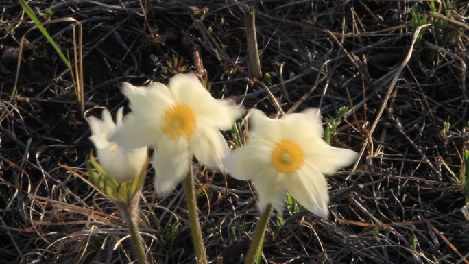 呼伦贝尔草原野生花卉白头翁