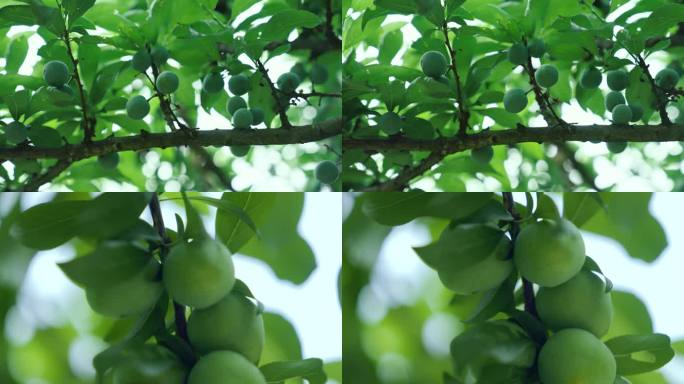 未成熟的水果李子果树