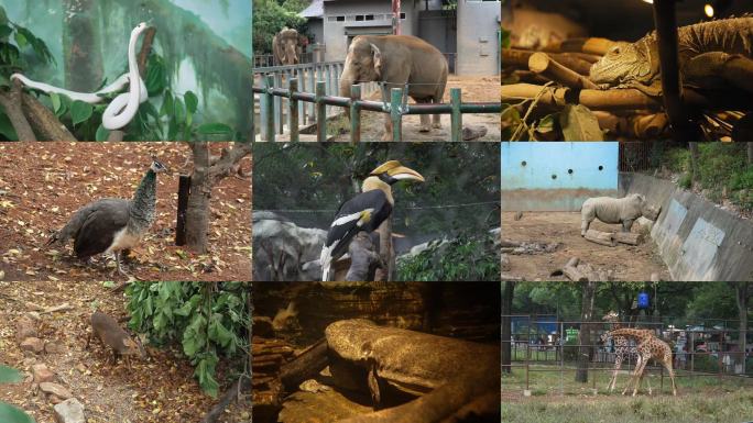 南京红山森林动物园里的动物 镜头合集