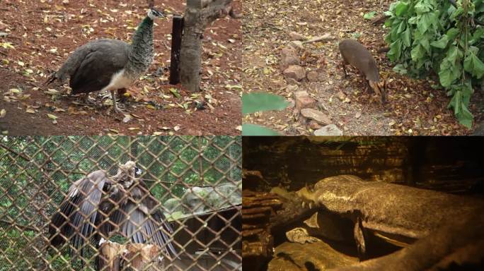 南京红山森林动物园里的动物 镜头合集