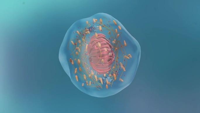 医学微生物病毒病菌细胞形态展示动画