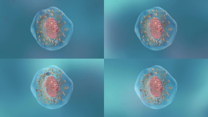 医学微生物病毒病菌细胞形态展示动画