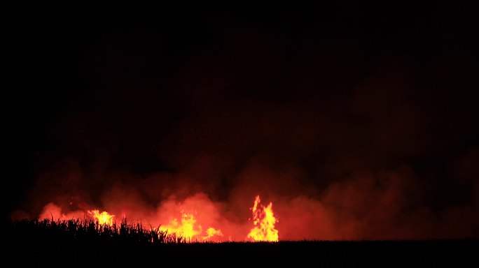 新南威尔士州收割前燃烧的甘蔗田