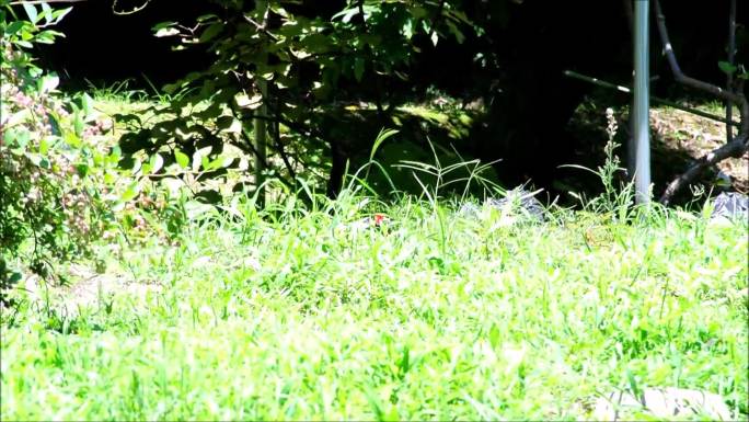 观察雉鸡在草丛里