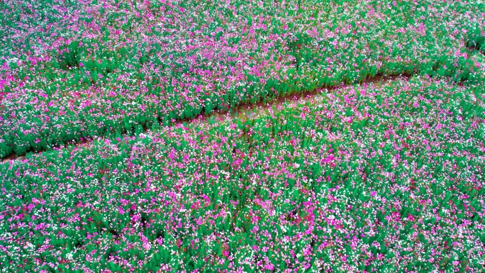 航拍格桑花海，格桑花4K素材，波斯菊花海