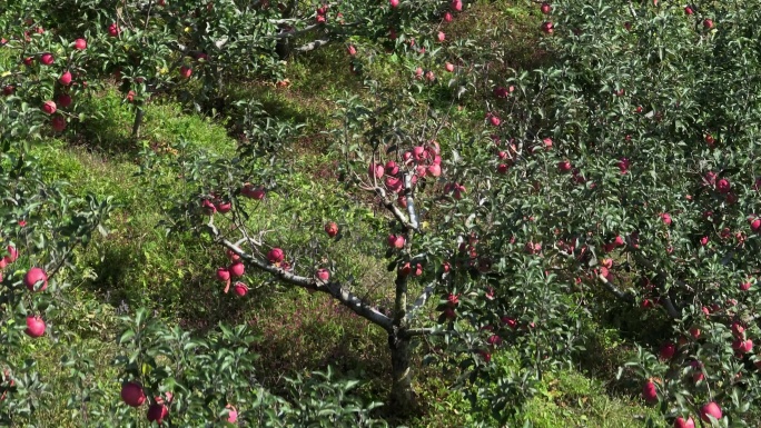 万亩红红苹果果园