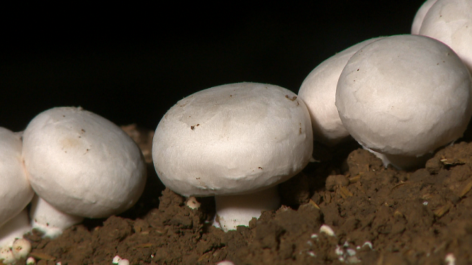 双孢菇种植