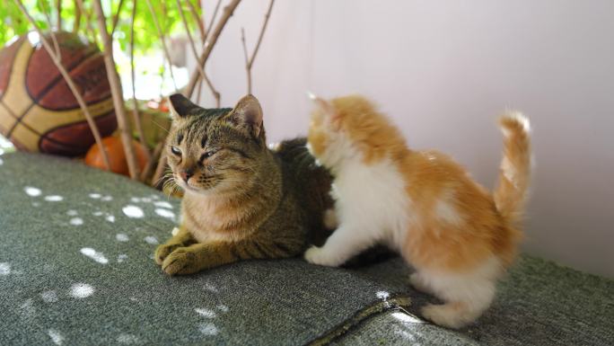 小猫在妈妈身边玩耍舔毛