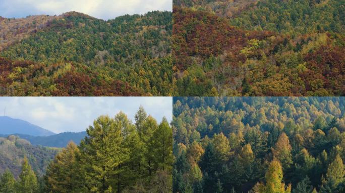 金色秋景针叶林松林山脉色彩斑斓4k