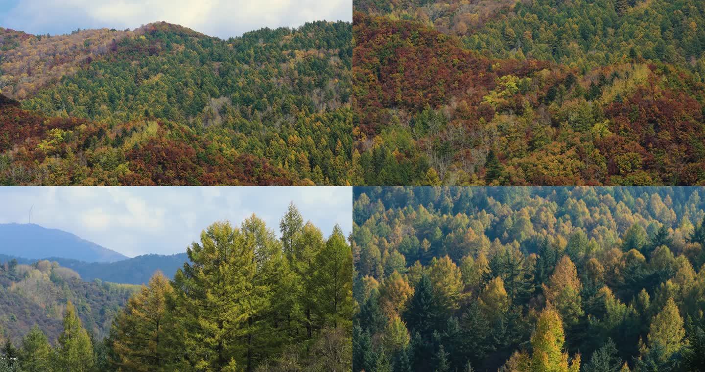金色秋景针叶林松林山脉色彩斑斓4k