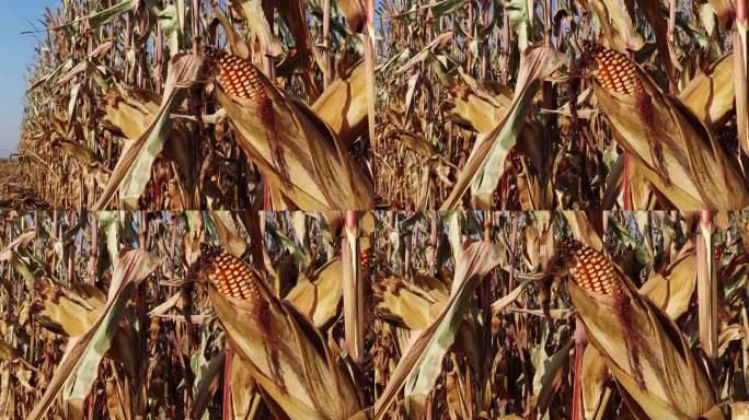 成熟待收的玉米