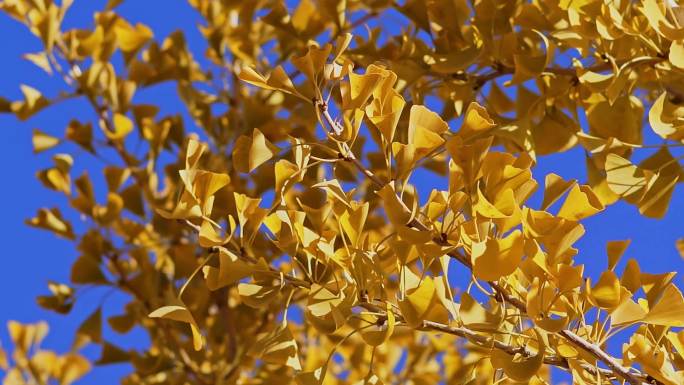 秋天随风摆动的金色银杏树叶唯美空镜头
