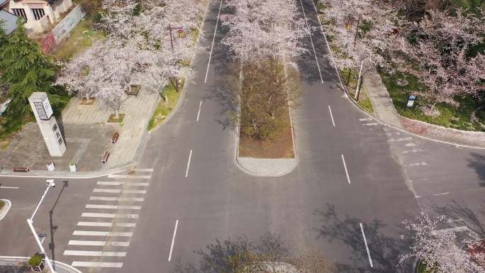 扬州樱花大道