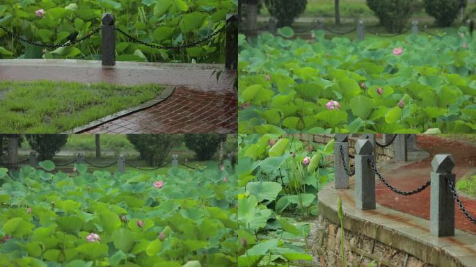 雨中荷花