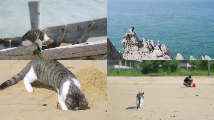 小猫咪一天的海滩日记