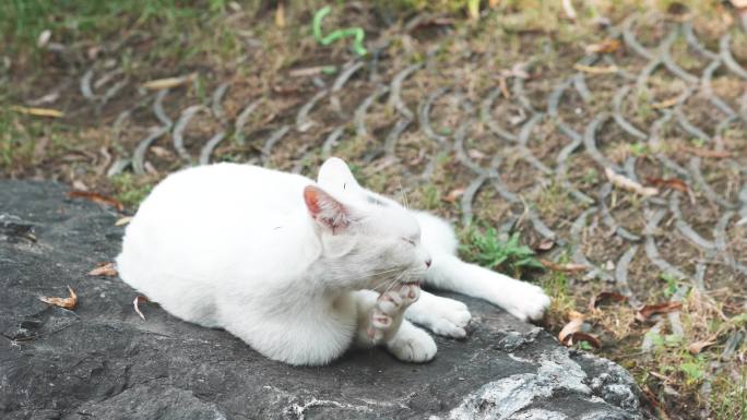 白猫舔爪子卖萌
