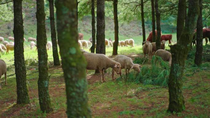 森林中的羊群