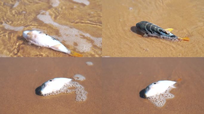 海边死去的小海豚沙滩上搁浅的鱼海洋污染