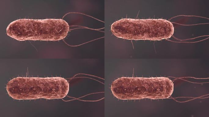 流感病毒病原体细菌微生物