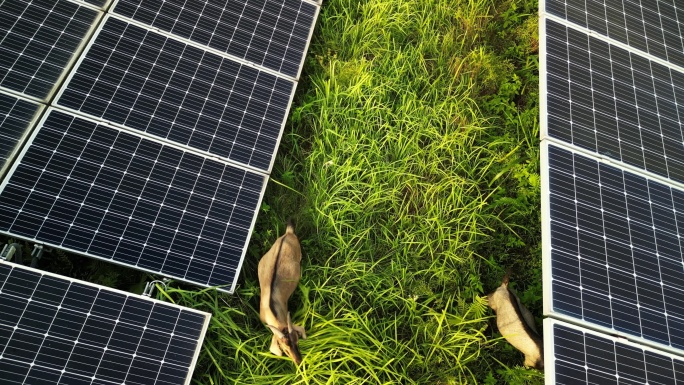山羊在太阳能电池板之间吃草