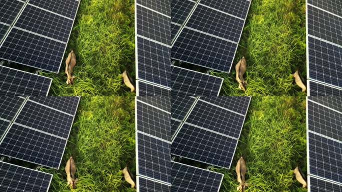 山羊在太阳能电池板之间吃草