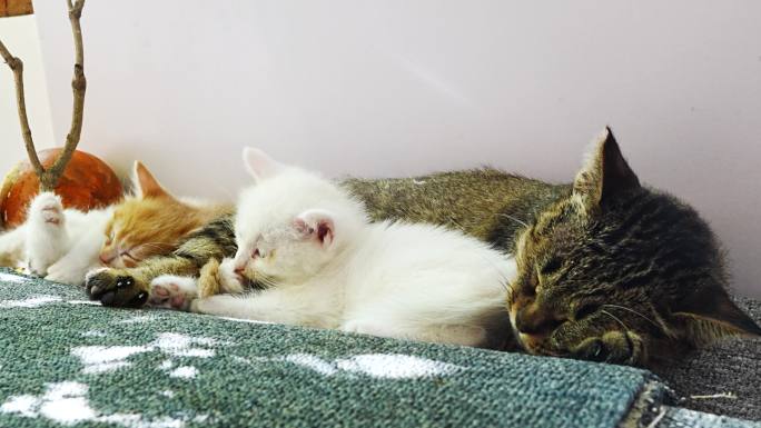 一窝小猫趴在猫妈妈身边休息