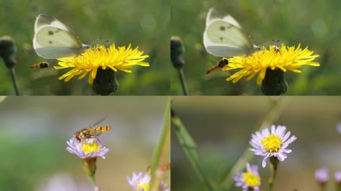 蜜蜂与蝴蝶争抢