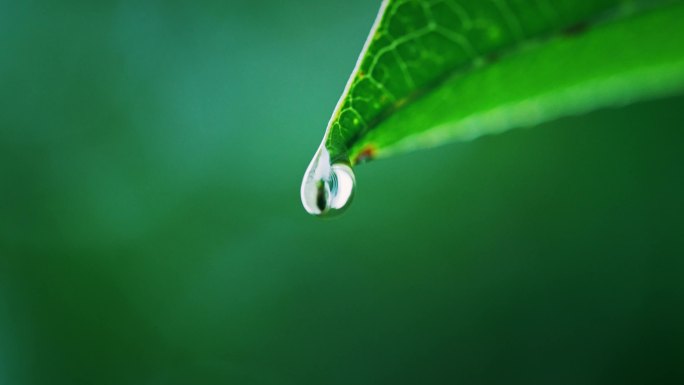 4K唯美梦幻下雨水珠水滴