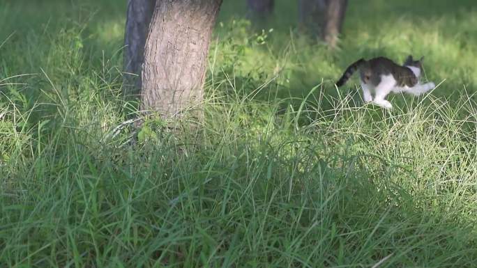 草丛中玩耍的狸猫