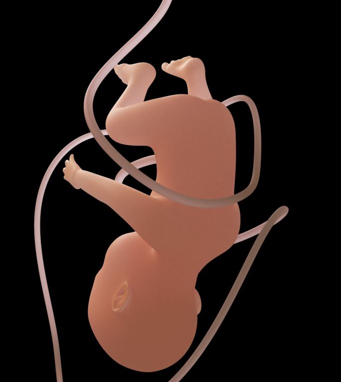 人类胚胎。具有alpha通道的3D循环动画。