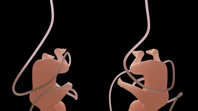 人类胚胎。具有alpha通道的3D循环动画。