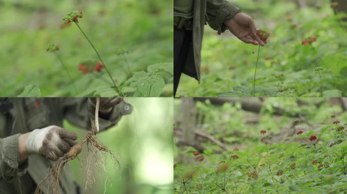 长白山人参 挖人参