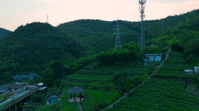 夕阳黄昏山里茶园