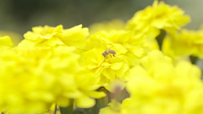 蜜蜂采花粉