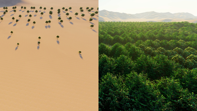 沙漠治理防风固沙沙漠变绿洲植树造林树生长