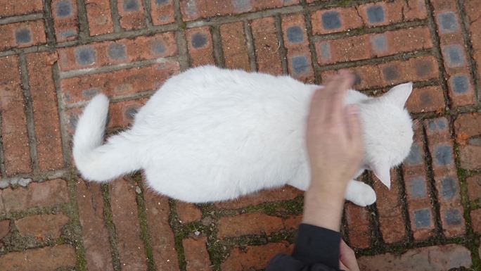户外撸猫抚摸流浪猫家猫白猫