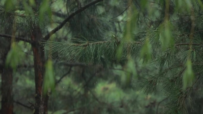 雨中松针