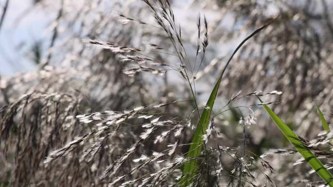 芦苇 河边  风吹 小桥