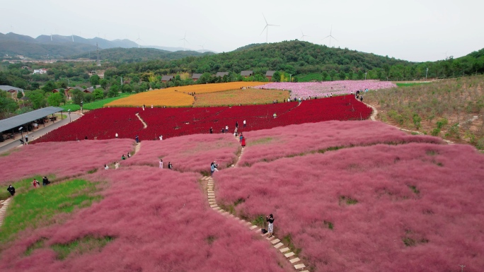 航拍粉黛花海，粉黛乱子草4K素材，粉黛花