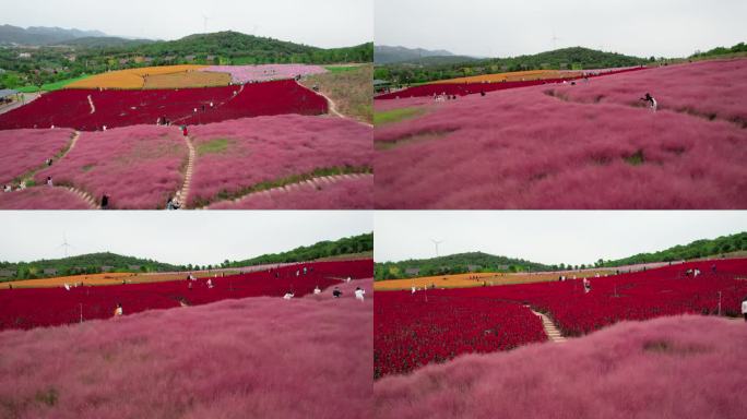 航拍粉黛花海，粉黛乱子草4K素材，粉黛花