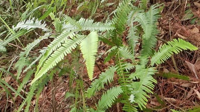 山岭野草铁芒箕野草丛林大山深处的中草药