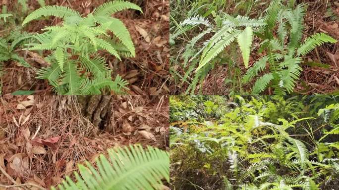 山岭野草铁芒箕野草丛林大山深处的中草药